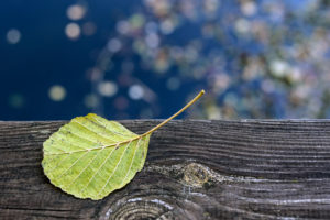 Natural Science, Small depth of sharpness, alder leaf on a board Natural Science, Small depth of sharpness, alder leaf on a board